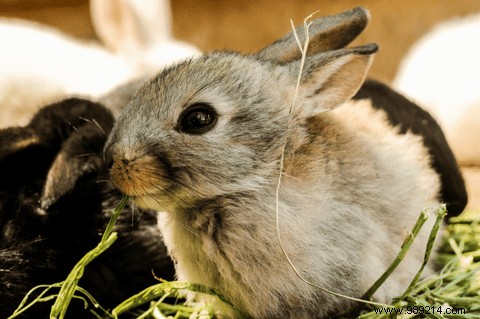Why use cruelty-free products? 