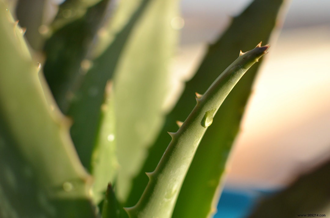 The benefits of aloe vera for the skin 