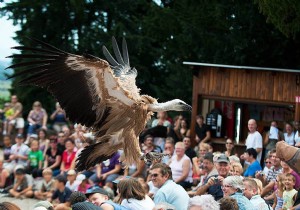 The eagle flight 