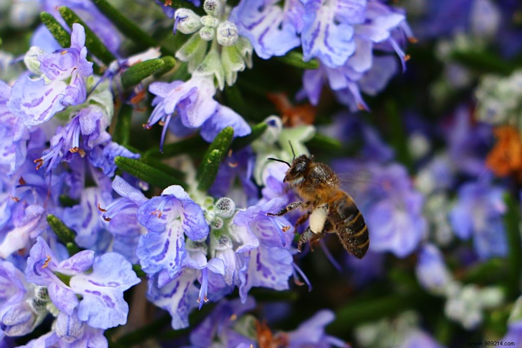 Flower week for bees 