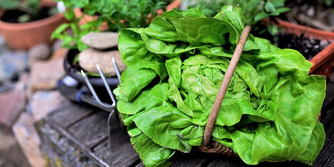 The health benefits of lettuce 