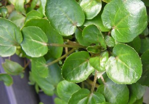 The health benefits of watercress 