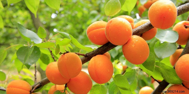 The health benefits of apricot 