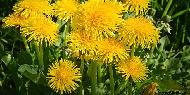 The health benefits of dandelion 
