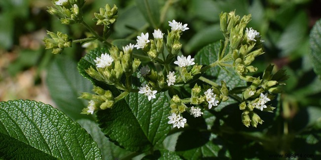 Stevia, a solution to reduce your sugar consumption? 