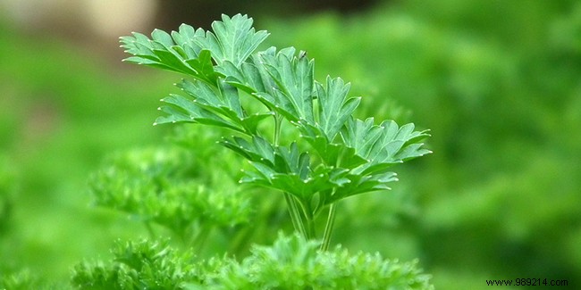 The health benefits of parsley 