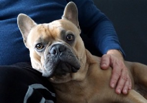 Pet therapy, a benefit for seniors and the elderly? 