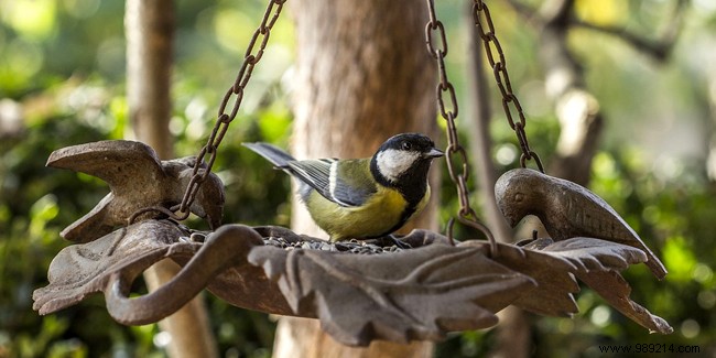 Feeding garden birds during the winter to better observe them:our advice 