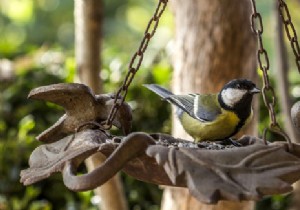 Feeding garden birds during the winter to better observe them:our advice 
