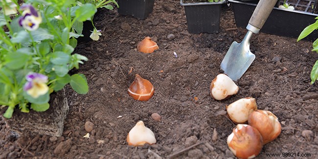 Planting fall bulbs:6 tips and tricks 