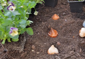 Planting fall bulbs:6 tips and tricks 