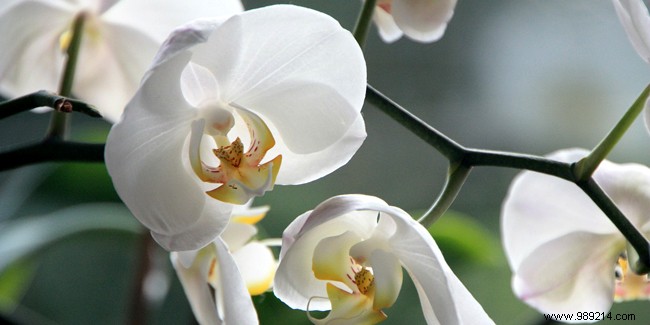 I was offered an orchid:what care should I give it? 
