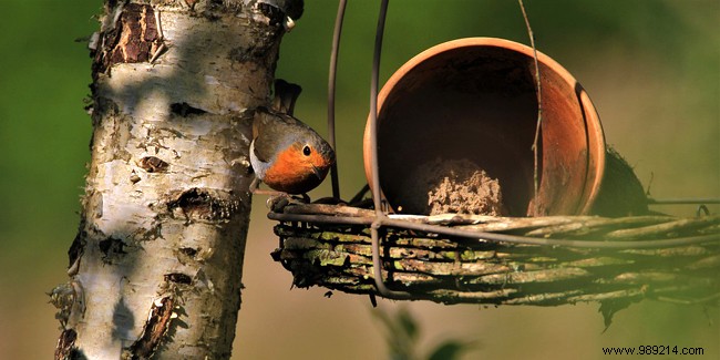 How to attract birds to the garden? Tips and tricks 