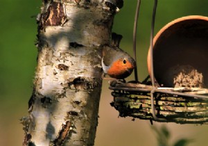 How to attract birds to the garden? Tips and tricks 