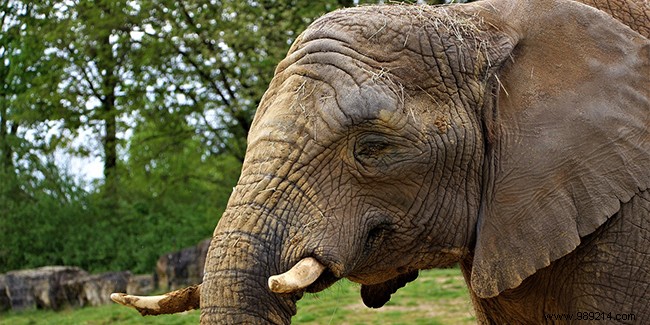 The 10 most beautiful zoos in France to do with your grandchildren 