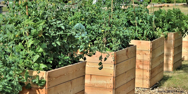 Raised vegetable patch:a solution for standing gardening 