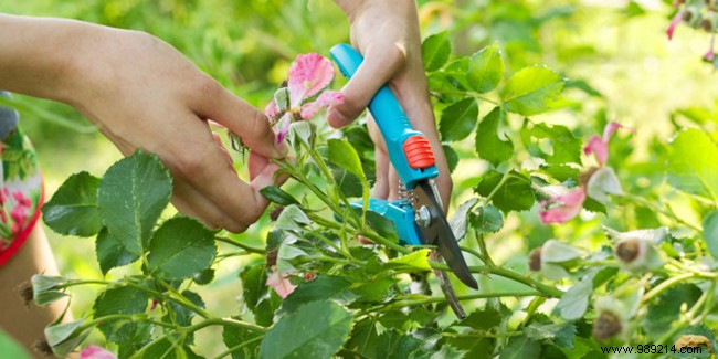 Cutting a rosebush:when and how to take rosebush cuttings? 