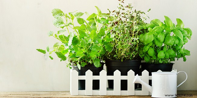 Which plants to install in a balcony planter? 