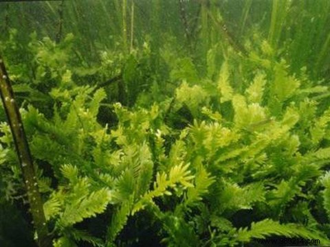 Can seaweed be eaten? 