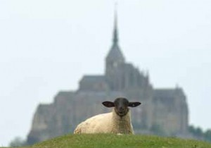 Herbus lamb shoulder stuffed with fine herbs 