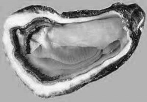 Pot of oysters with vegetable mirepoix and lumpfish eggs 