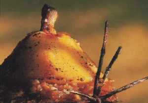 Gingerbread-Stuffed Pears: A Cozy, Elegant Dessert Recipe