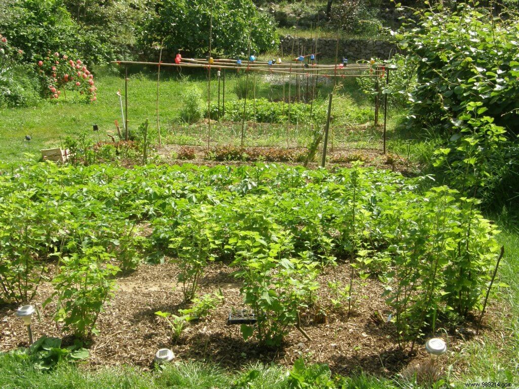The birth of a vegetable garden! 