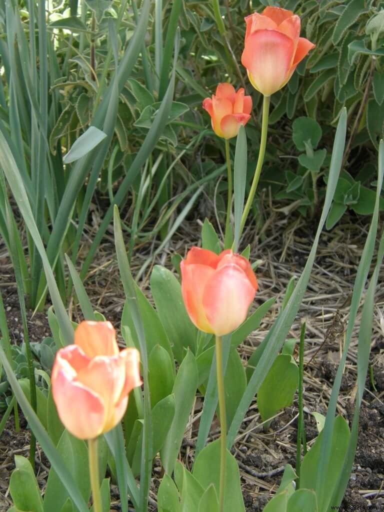 Plant the tulips! 