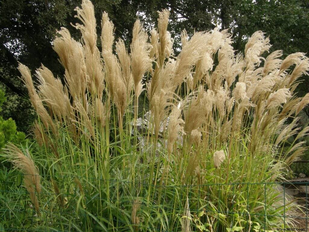 ornamental grasses 