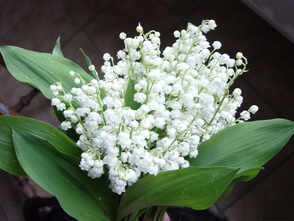 Lily of the valley yes but where? 