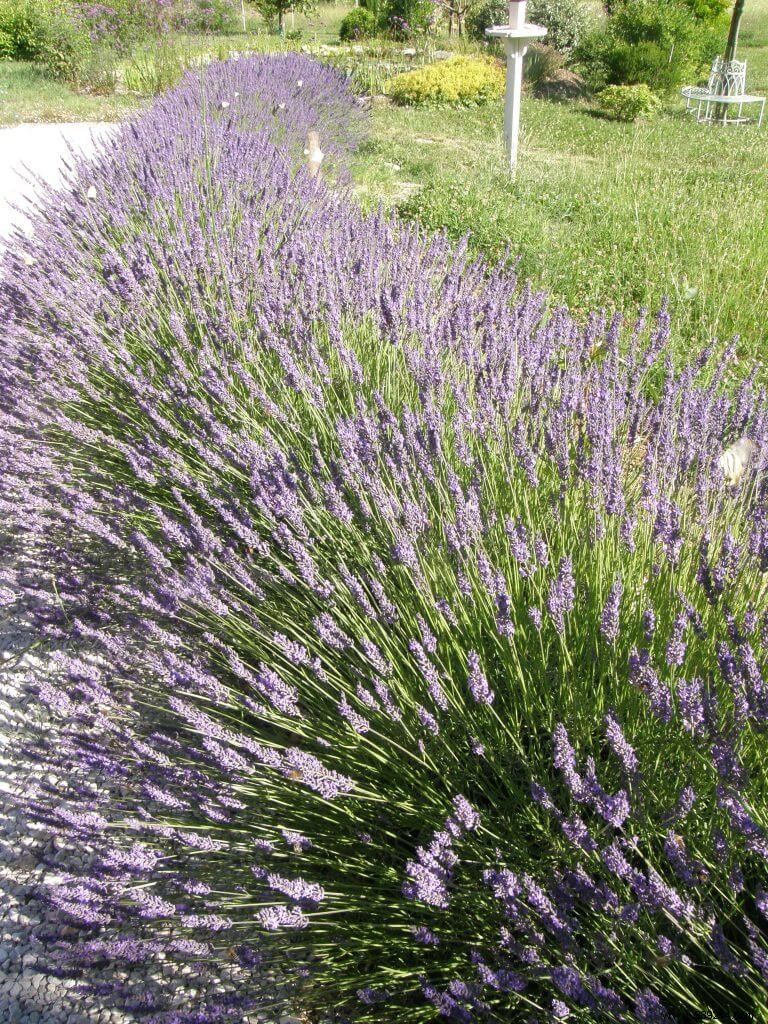 Pruning lavender, santolina and rosemary 