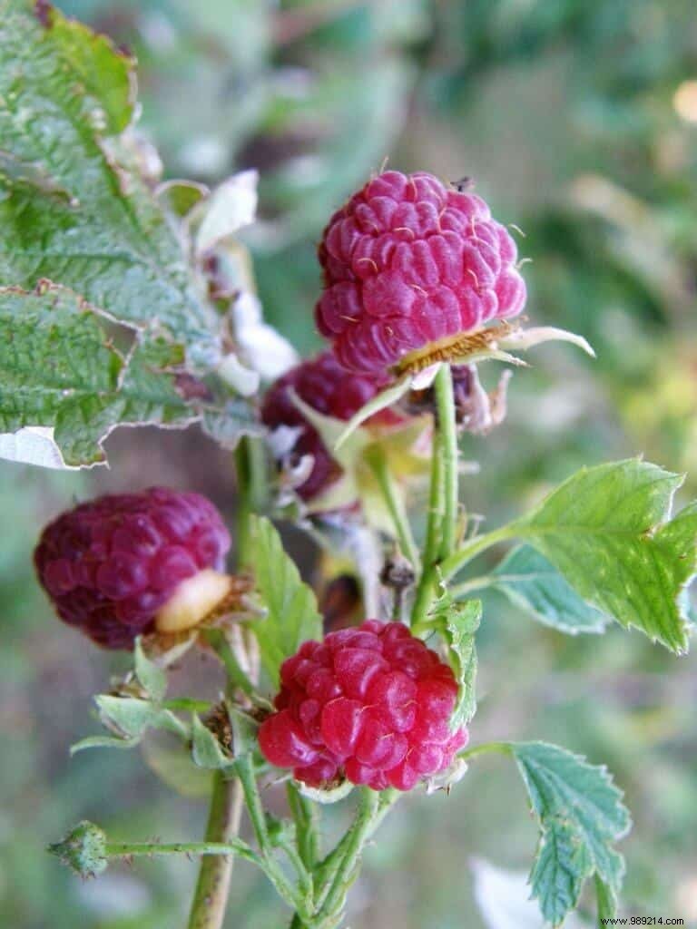 Late summer raspberries 
