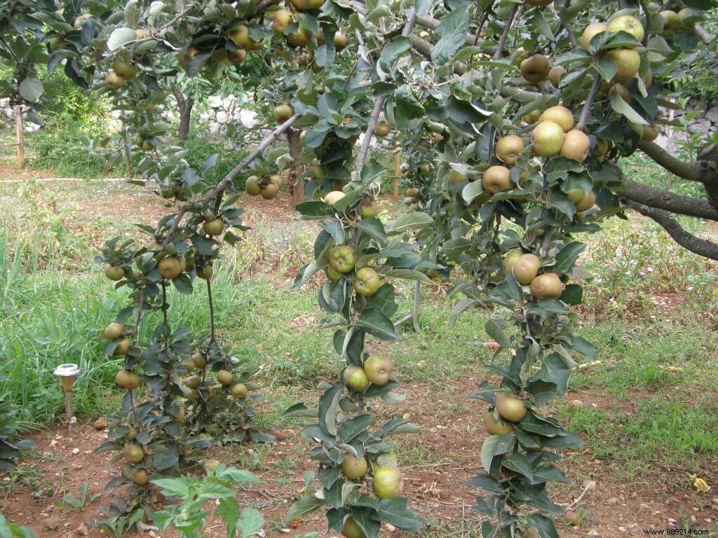 Maintenance of natural fruit trees 
