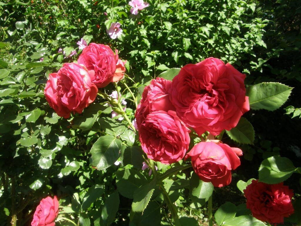 How to choose your rosebush? 