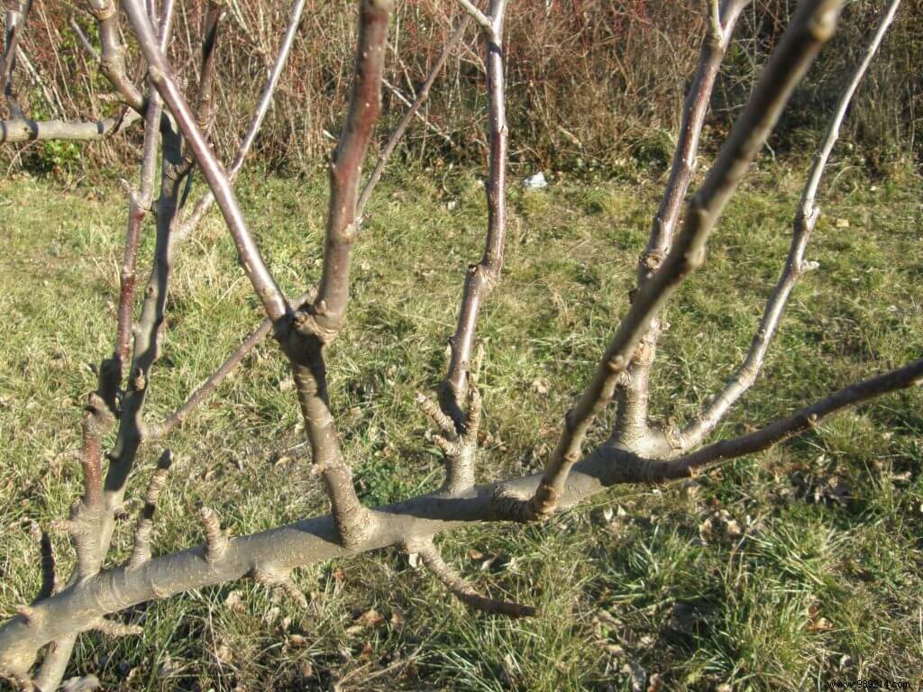 Winter treatments on fruit trees 