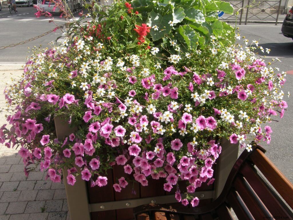 Flower pots 