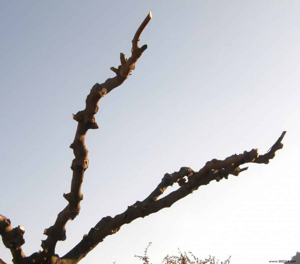 Pruning the plane tree mulberry, examples not to be reproduced 