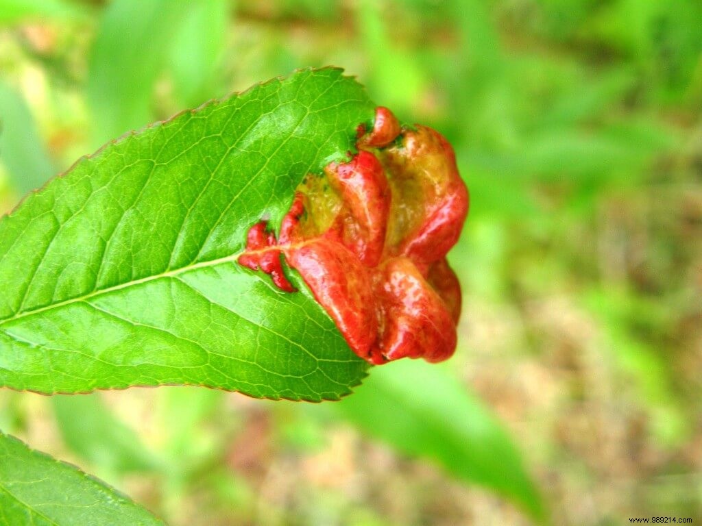 Peach leaf curl, preventive treatment 