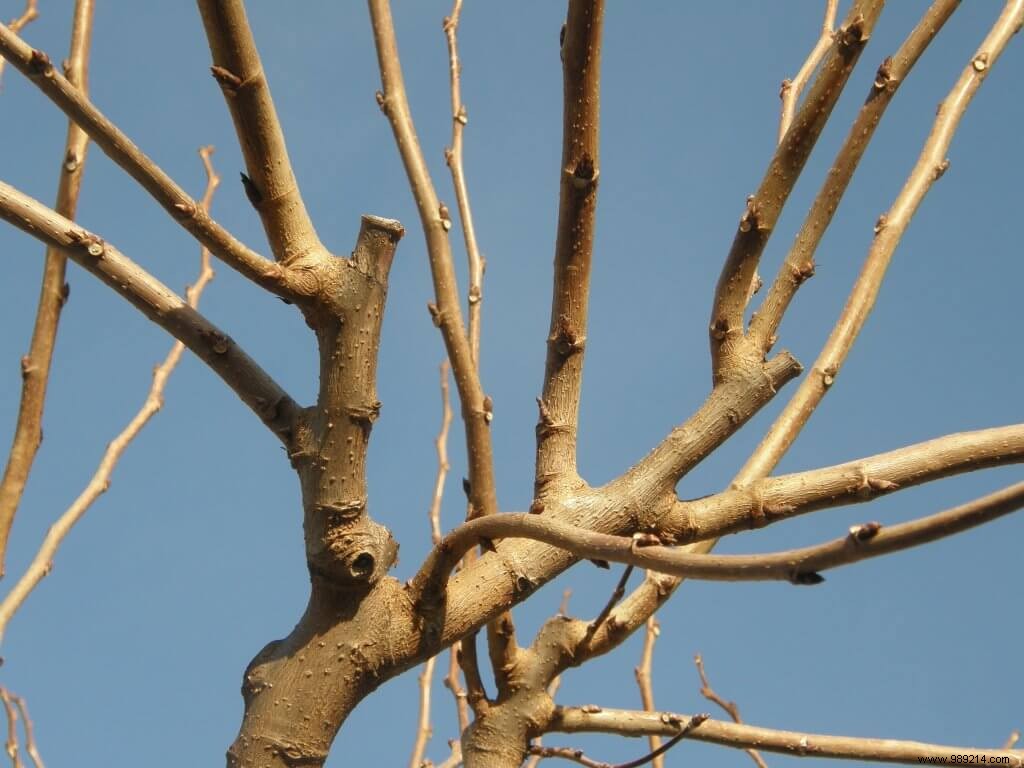 Plane tree mulberry pruning, advice 