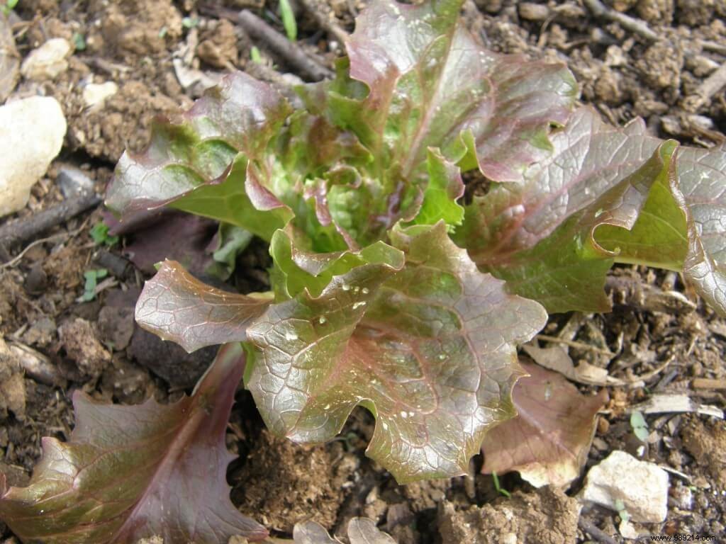 lettuce against cutworm:0 / 4 