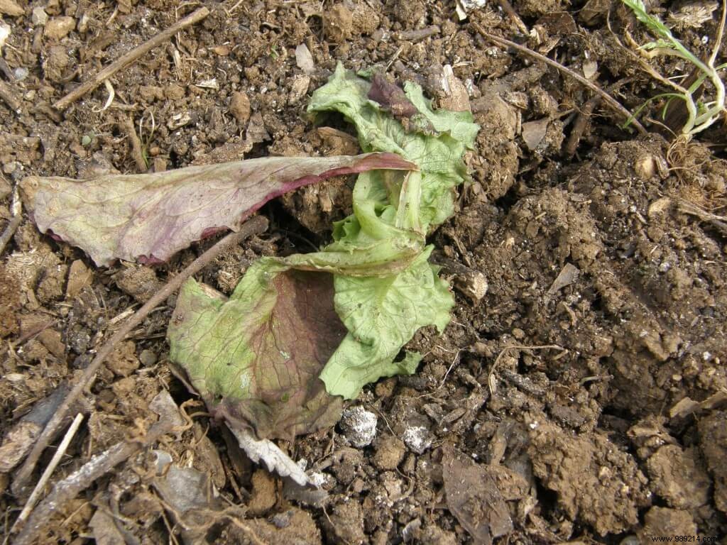 lettuce against cutworm:0 / 4 