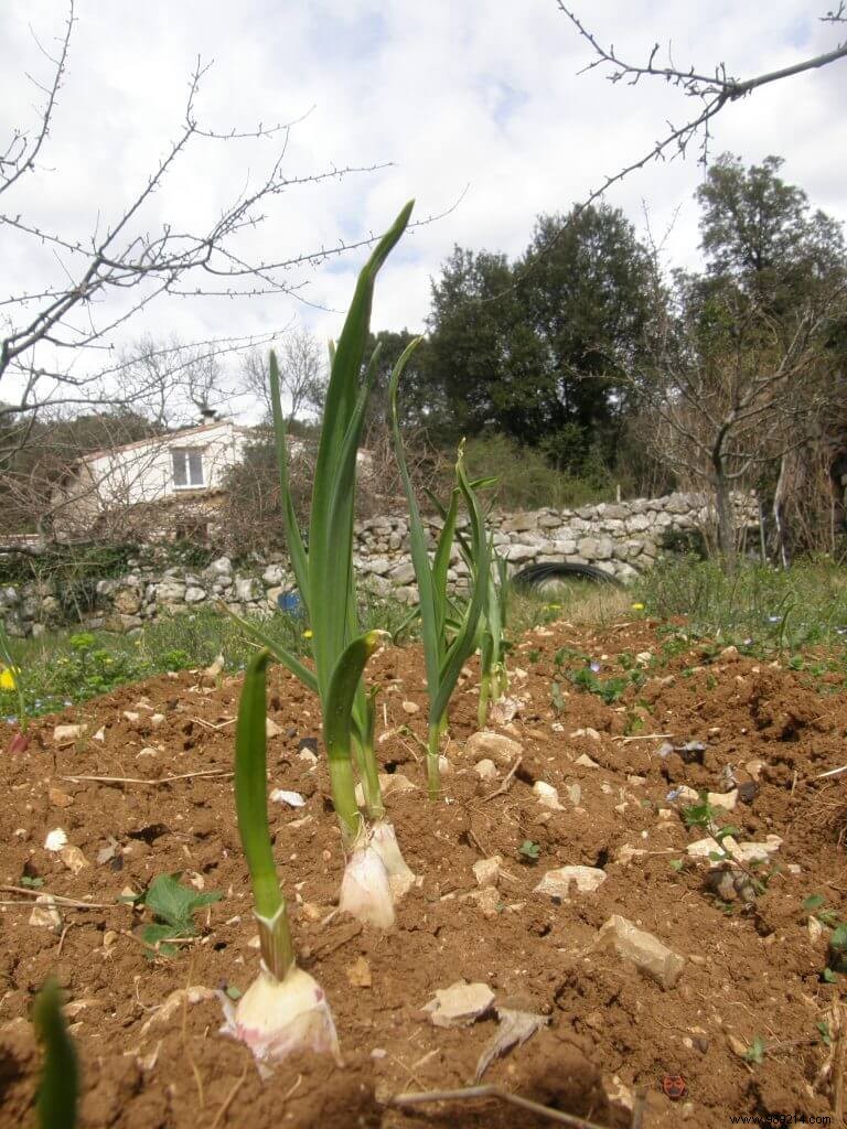 Planting garlic:Garlic does not like water 