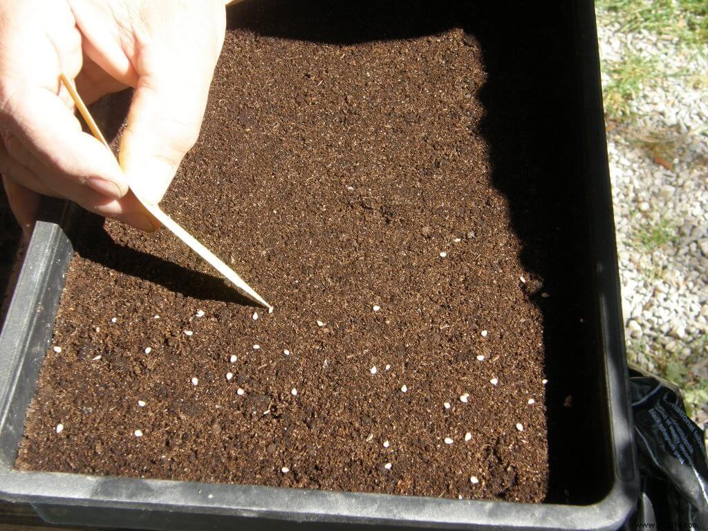 Sowing in terrine or Lupine terrine 