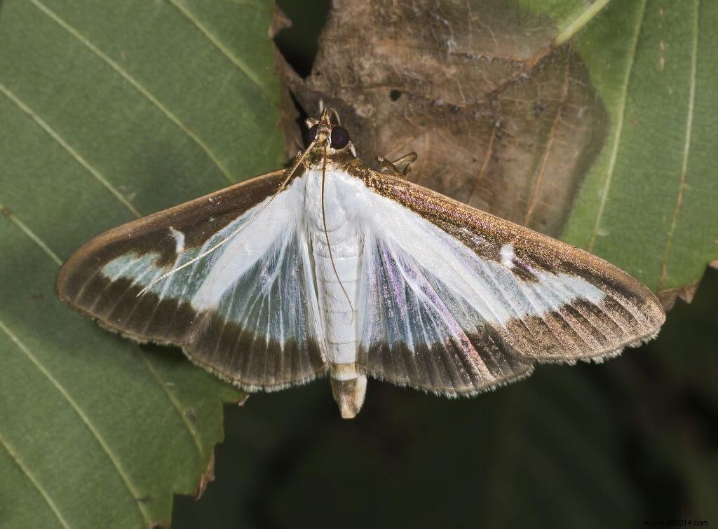 The box tree moth, treatments 