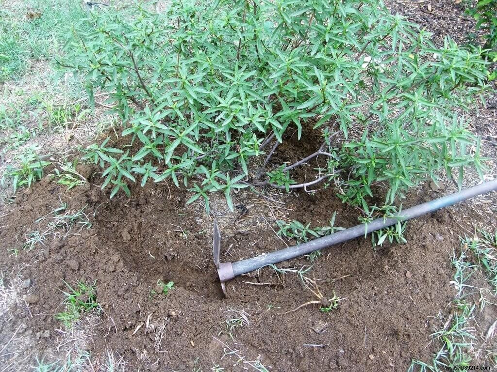 Transplant an evergreen shrub 