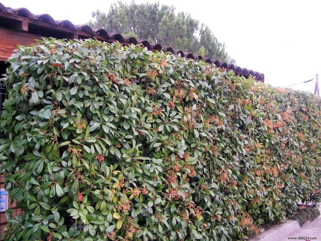 hedge trimming 