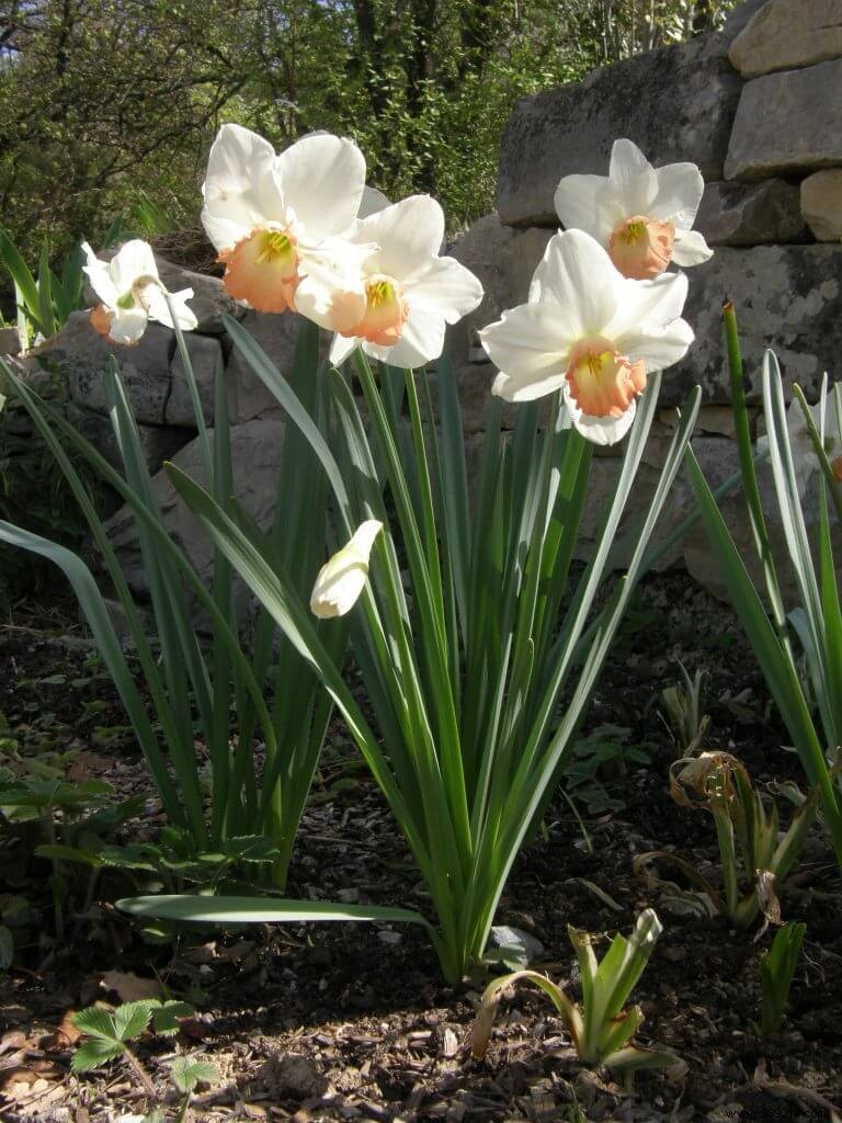 Plant fall bulbs for spring bloom 