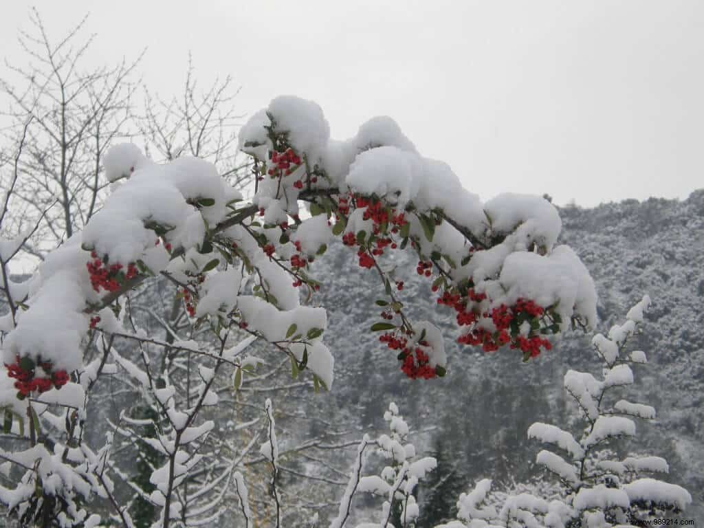 Winter protection for fragile or frost-prone plants 