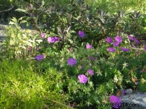Ground cover plants, an alternative to lawn 