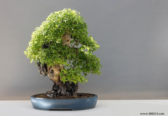 Why start growing bonsai? 